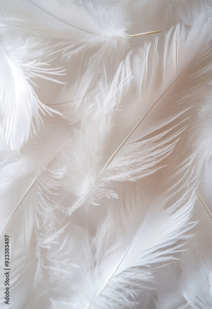 Fototapeta premium White feather background