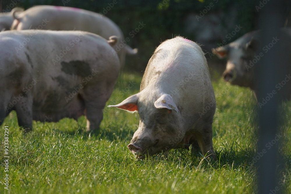 Schwein auf der Wiese