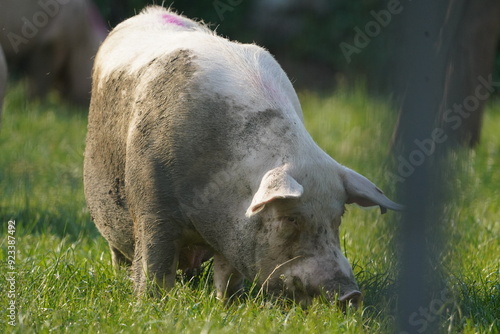 Schwein auf der Wiese