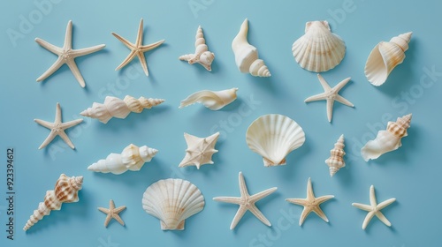 A collection of diverse sea shells and starfish laid out on a smooth, pastel blue background, celebrating the exquisiteness of natural ocean findings.