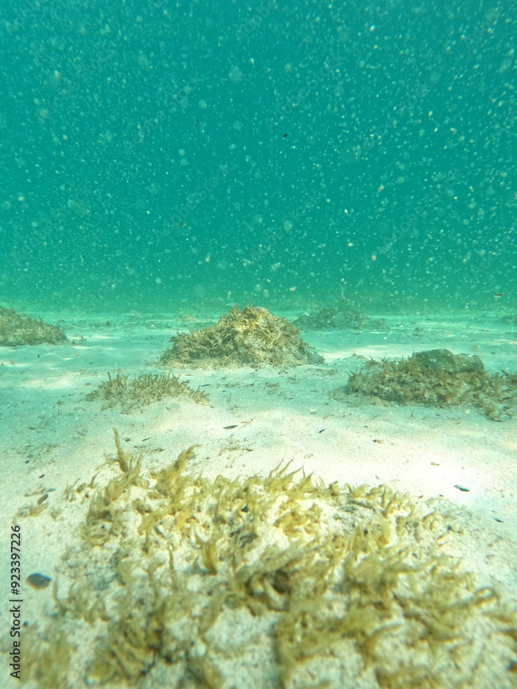 Fototapeta premium coral reef and sea