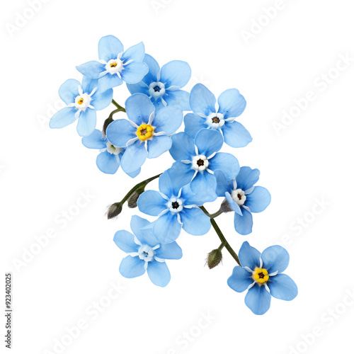 forgetmenot flowers isolated on white photo