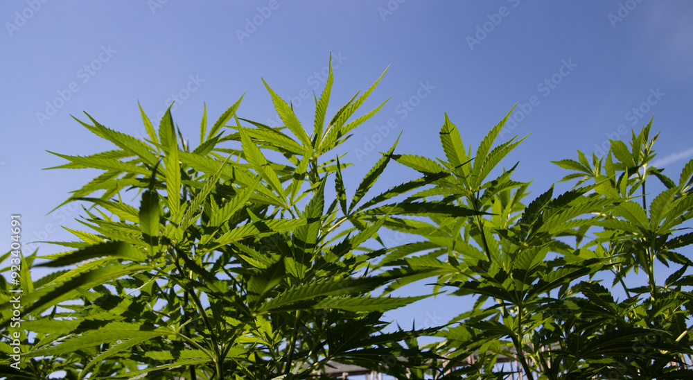 Cannabis Plants isolated against blue sky Cannabis Plants isolated against blue sky