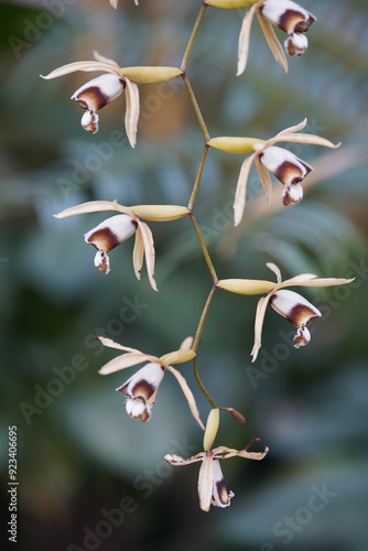 Coelogyne massangeana is a species of epiphytic orchids in the subtribe Coelogyninae of the family (Orchidaceae). Hanover Berggarten, Germany. photo