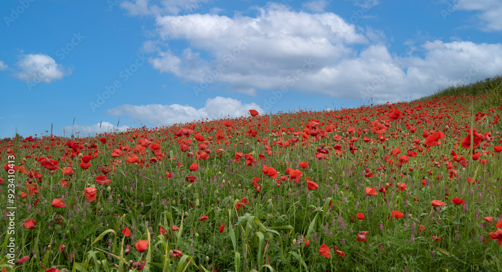Panoramic spring landscape with red poppy anemones on a cloudy day. Springtime tranquility in nature Panoramic spring landscape with red poppy anemones on a cloudy day. Springtime tranquility in nature