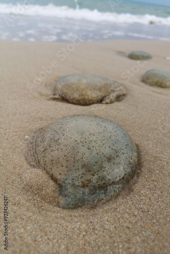 Spotted jellyfish washed ashore on a sandy beach.