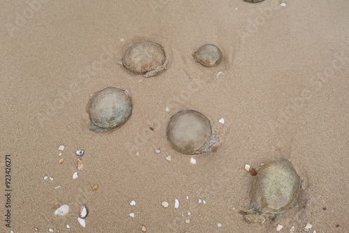 Spotted jellyfish washed ashore on a sandy beach.