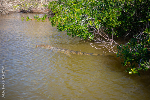 big mature crocodile is hiding in the water under mangrove growth ready to attack the pray