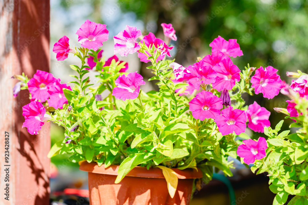 Beautiful, vibrant pink petunias beautifully arranged in pots placed elegantly by a window Beautiful, vibrant pink petunias beautifully arranged in pots placed elegantly by a window