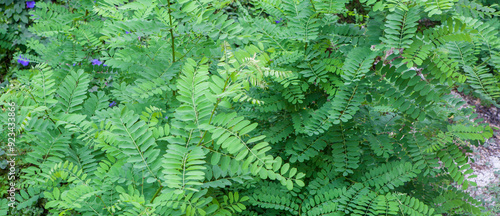 Slika na platnu Robinia pseudoacacia or black locus