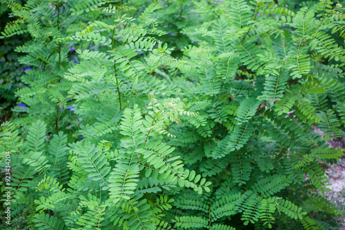 Robinia pseudoacacia or black locus photo