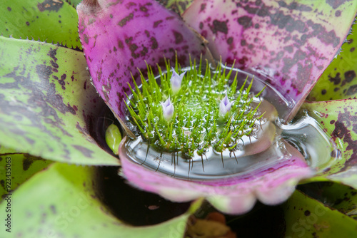 Fotografija Neoregelia concentrica, plant native to South American rainforests