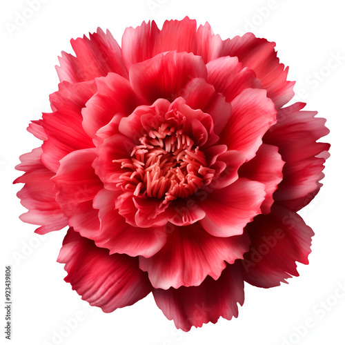 A red flower is shown on a white background