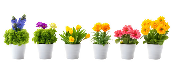 collection of colorful potted flowers isolated on white or transparent png