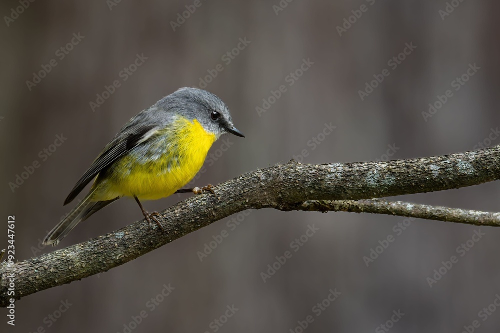 Close-up of an Eastern Yellow Robin perched on a branch with a blurred background Close-up of an Eastern Yellow Robin perched on a branch with a blurred background