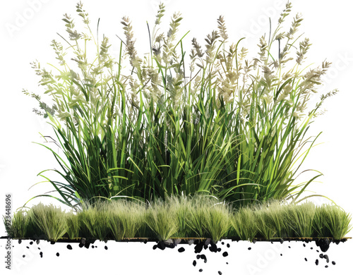 Nature tall meadow grass cut out transparent 