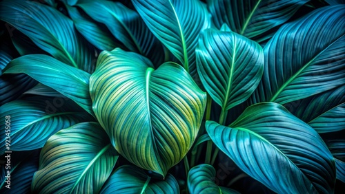 Wallpaper Mural Vibrant blue-green leaf of Spathiphyllum cannifolium majestically curves against a dark forest background, showcasing intricate texture and details in a stunning macro botanical abstract. Torontodigital.ca