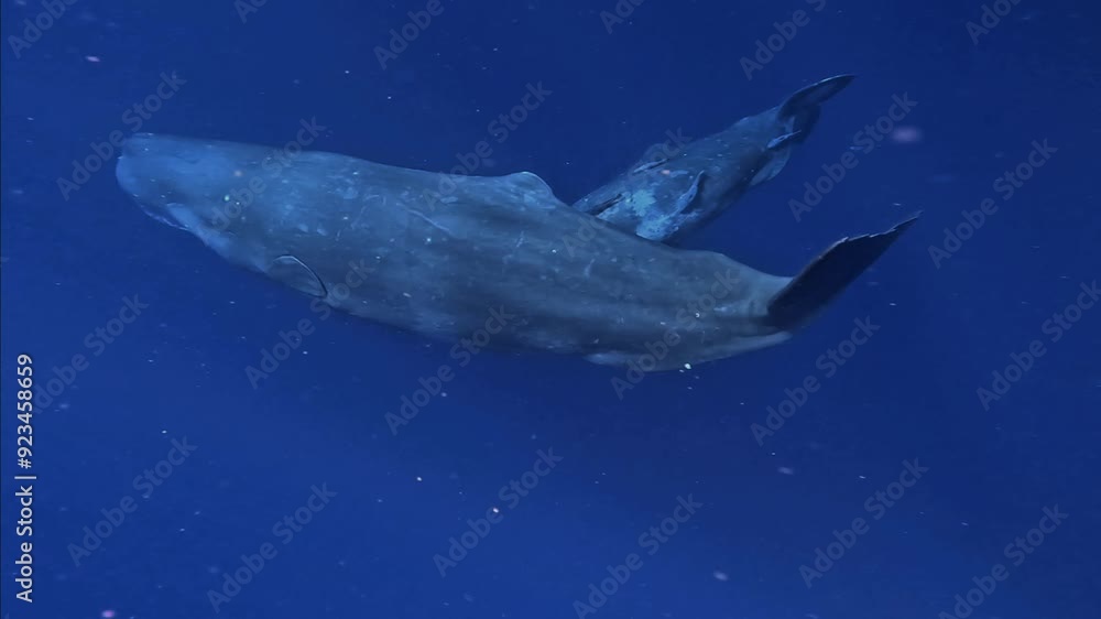 Baby whale three humpback whales swimming together in the ocean with ...