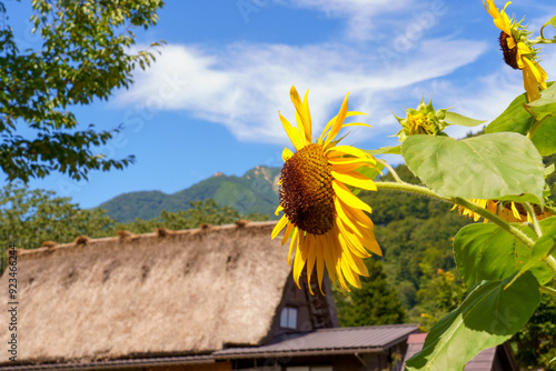 茅葺屋根と向日葵