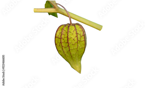 Cuadro en lienzo A fruit of a wild ground cherry (Physalis), a common weed in and on farming fiel