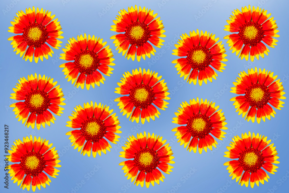 Floral pattern on a white background. Flower - red frame. Blooming peony bush. Rosebud. Beautiful bud. Blooming flower bed in the garden. Ecological landscape. Flowers for birthday. Postcard. Floral pattern on a white background. Flower - red frame. Blooming peony bush. Rosebud. Beautiful bud. Blooming flower bed in the garden. Ecological landscape. Flowers for birthday. Postcard.