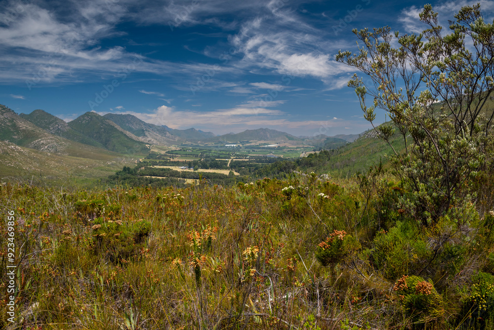 Obraz premium Outeniqua Mountains and fynbos, floral kingdom in South Africa. 