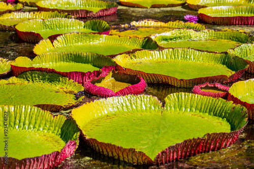 Fototapeta Victoria amazonica or “Vitória-Régia“ is a flowering plant, the second largest in the water lily family Nymphaeaceae