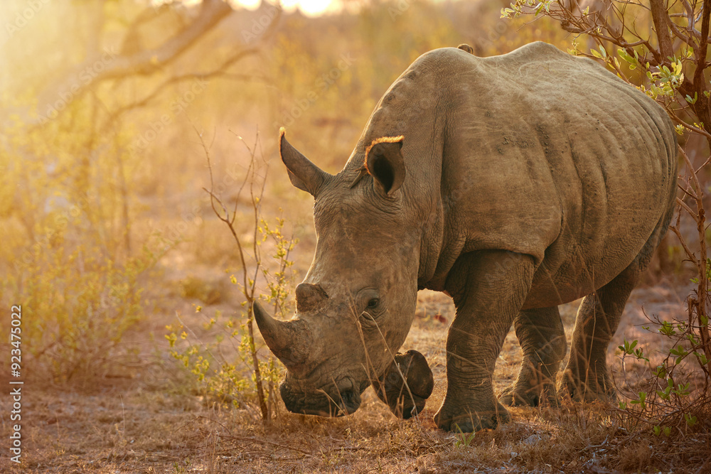Fototapeta premium Rhino, grass and jungle for animal, eating and calm in summer, survival or location of habitat. Nature, strong and food for wildlife, conservation or protected in national park of Botswana or outdoor