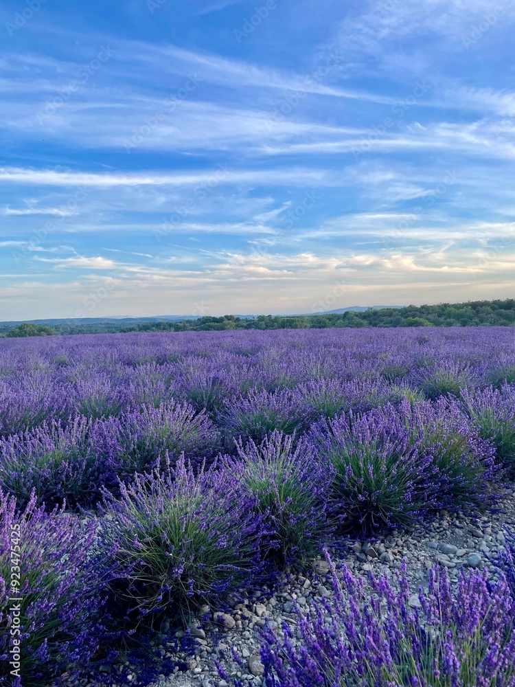 Obraz premium Campos de lavanda en Francia