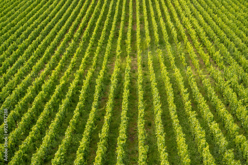 rangées de vignes de champagne