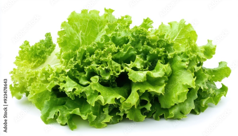 Fresh green lettuce on a white background showcasing vibrant leaves Fresh green lettuce on a white background showcasing vibrant leaves