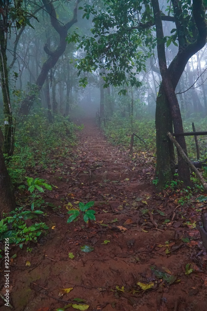 Obraz premium A forest path with a foggy atmosphere