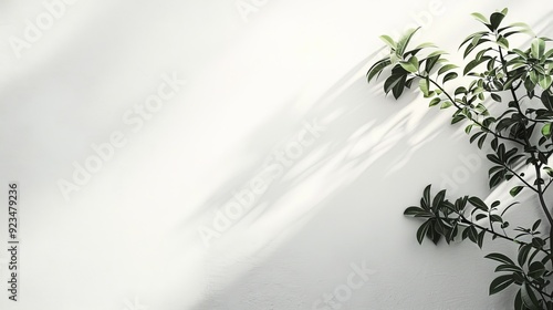 A plant branch with green leaves casts subtle shadows on a minimalist white wall, illuminated by soft light, creating a serene and tranquil visual composition.