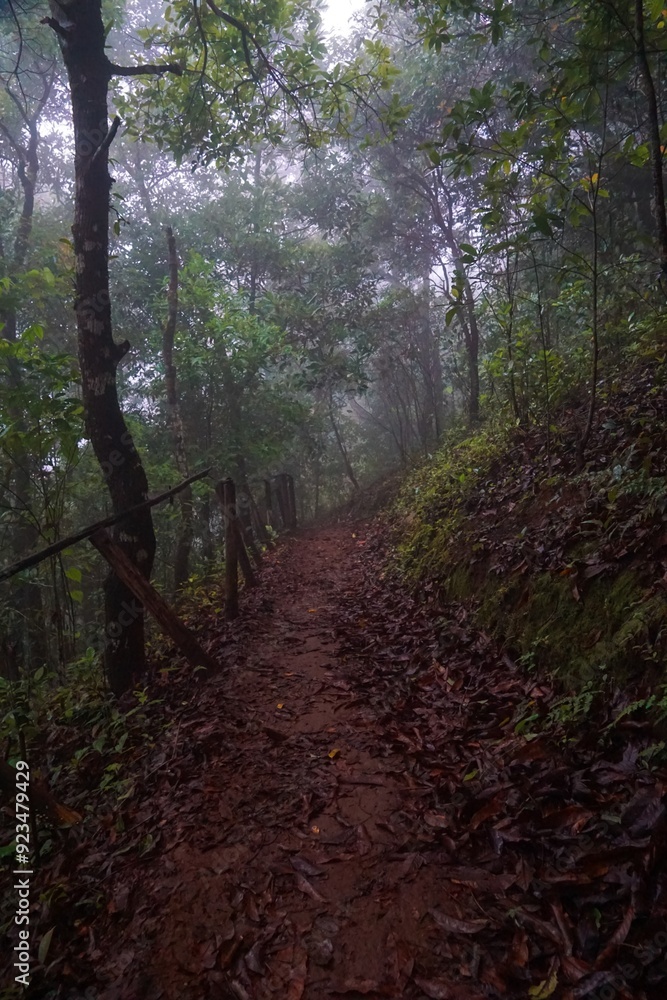 Obraz premium A forest path with trees and leaves on the ground