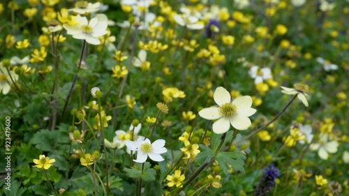 Potentilla Delphinensis: Yellow Flowers Blooming in Himalayan Meadows, Himachal Pradesh photo