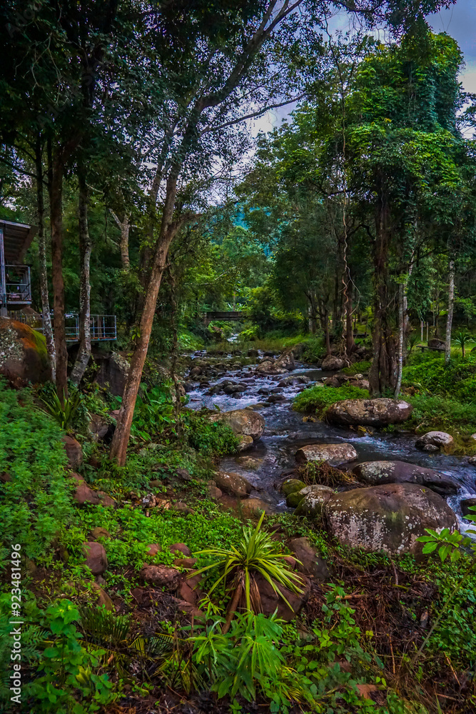 A lush green forest with a stream running through it A lush green forest with a stream running through it