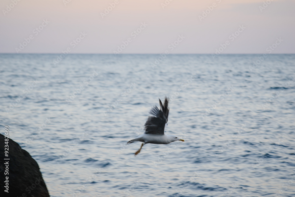Naklejka premium A seagull flies over the sea