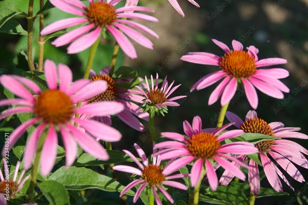 flowers in the garden flowers in the garden