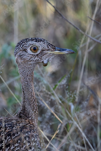 Close-up of a Red-crested Korhaan (Lophotis ruficrista) (Boskorhaan) in the Kruger National Park, Limpopo, South Africa photo