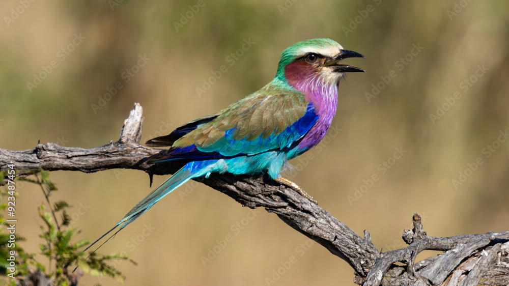 Obraz premium Lilac-breasted Roller (Gewone troupant) (Coracius caudatus) taking off and flying near Satara in the Kruger National Park, Limpopo, South Africa 