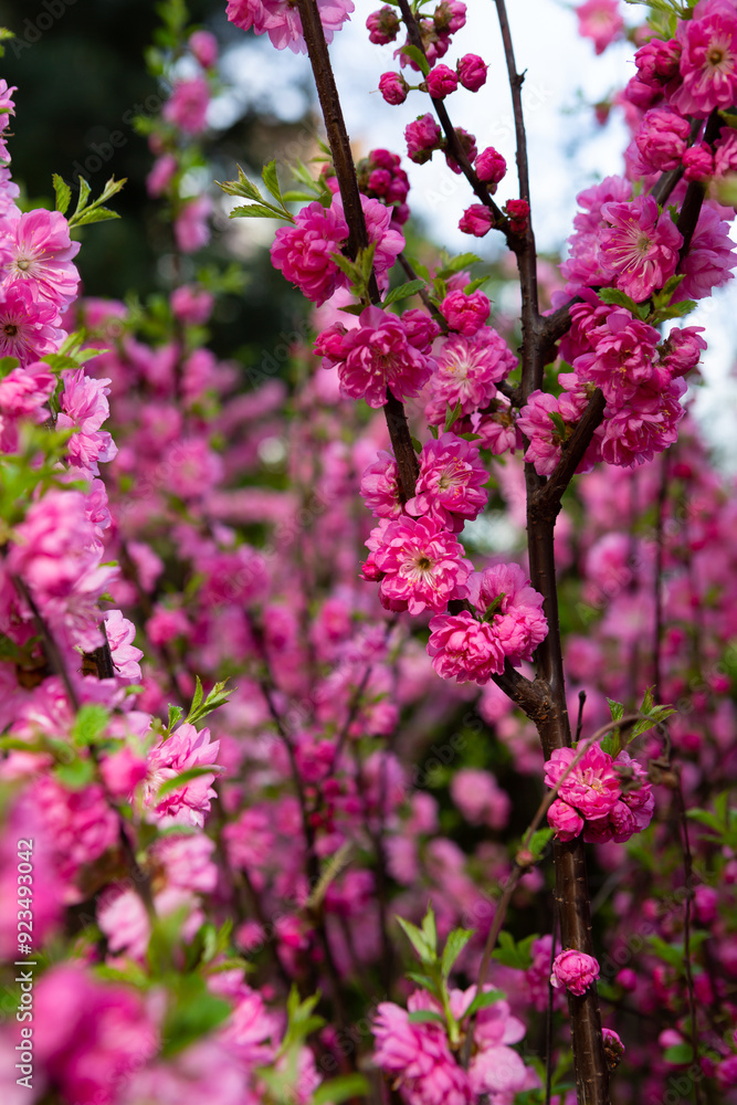 Fototapeta premium Spring nature sakura flowers on branches outdoor