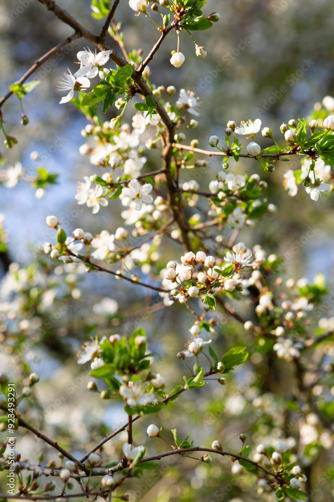 Spring nature background with white blooming cherry branches Spring nature background with white blooming cherry branches