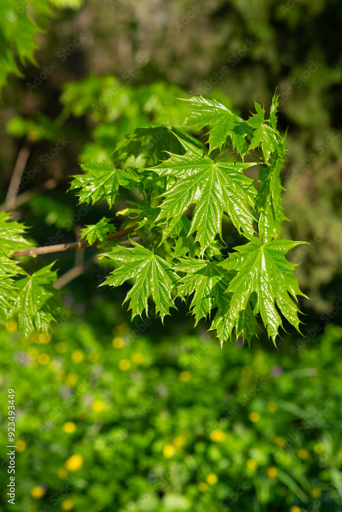 Spring concept young leaves on maple trees nature Spring concept young leaves on maple trees nature