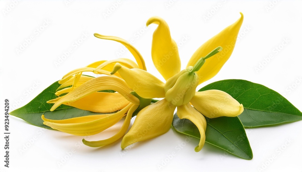 Fresh Ylang-Ylang Flower: A Delicate Bloom on White Canvas Fresh Ylang-Ylang Flower: A Delicate Bloom on White Canvas