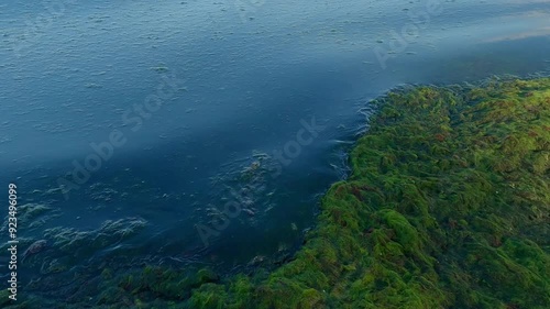 Close-up of a surf zone after a storm covered with colonial form of green algae, Slow motion. Top view of the littoral zone covered with seaweed