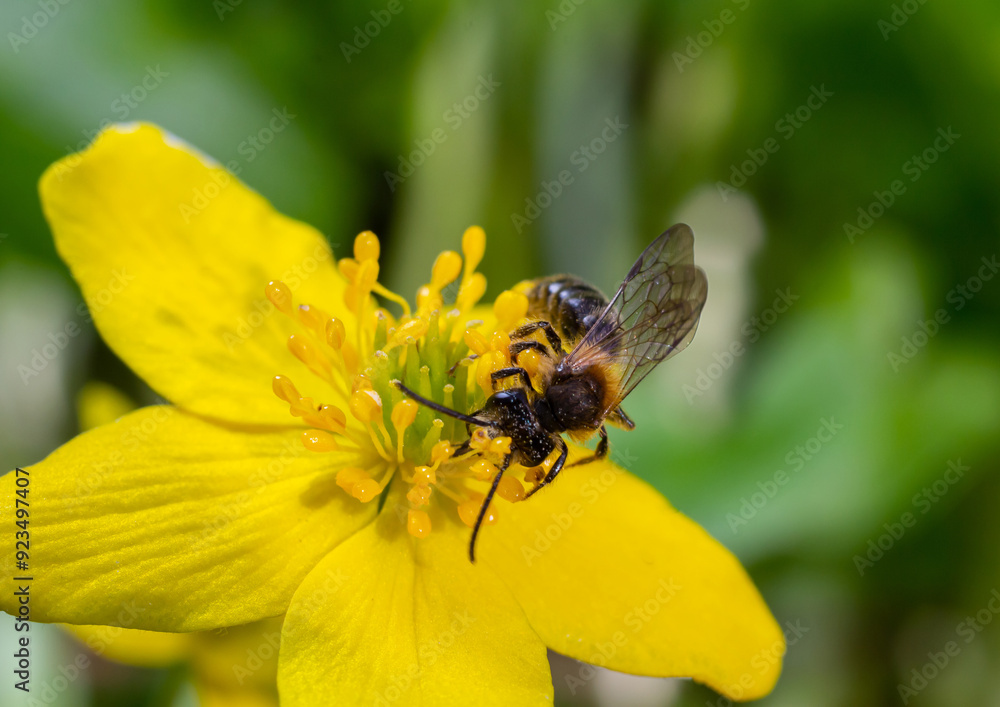 Honey bee on Yellow wood Anemone, Anemonoides ranunculoides. Nature awakening in spring Honey bee on Yellow wood Anemone, Anemonoides ranunculoides. Nature awakening in spring