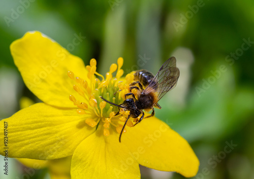 Honey bee on Yellow wood Anemone, Anemonoides ranunculoides. Nature awakening in spring