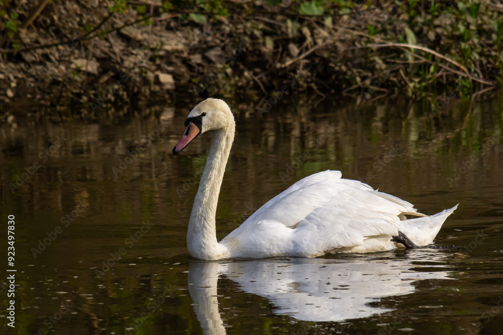 The mute swan Cygnus olor on the water of a small river. A beautiful white bird The mute swan Cygnus olor on the water of a small river. A beautiful white bird