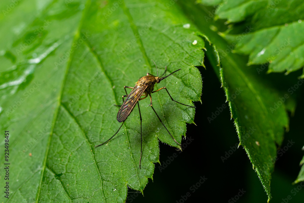 macro normal female mosquito isolated on green leaf macro normal female mosquito isolated on green leaf