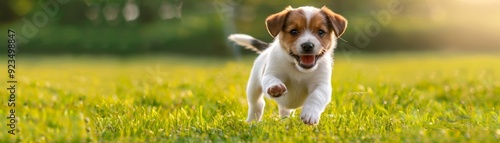 Puppy joyfully running on grass in park